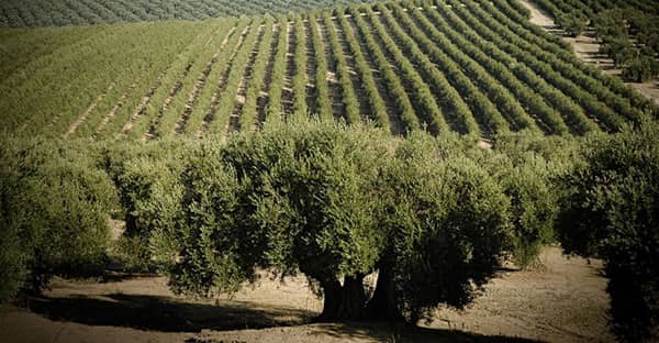 Pola oliwne w Hiszpanii służące uzyskaniu, poprzez tłoczenie, oliwy z oliwek ekstra.