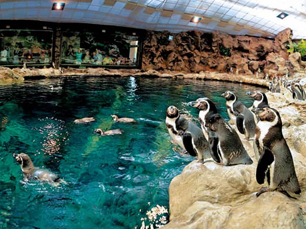 Loro Parque- pingwinarium