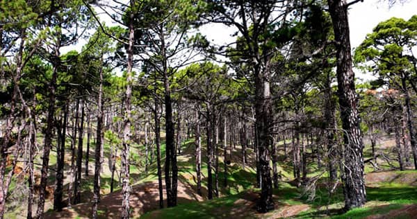 Sportowy kierunek- punkt Hoya del Morcillo, zwiedzanie lasu sosnowego