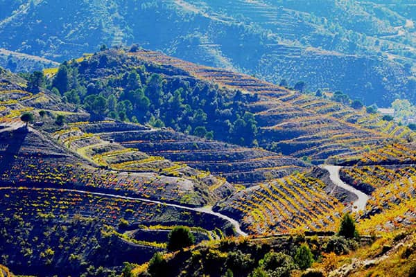 Turystyka winiarska i oliwna- region Priorat